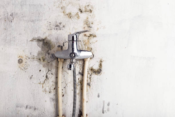 Best Mold Cleaning Services  in Sterling Ranch, CO