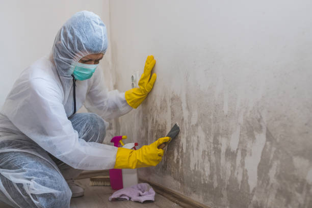 Mold Removal and Inspection in Sterling Ranch, CO