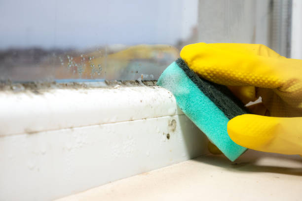 Mold Removal and Inspection in Sterling Ranch, CO