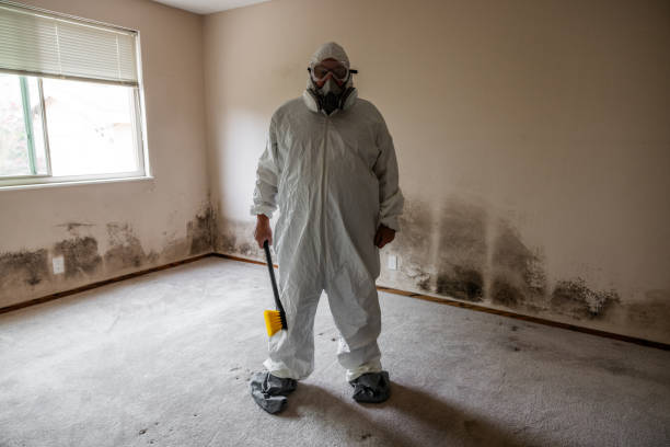 Best Mold Damage Repair  in Sterling Ranch, CO
