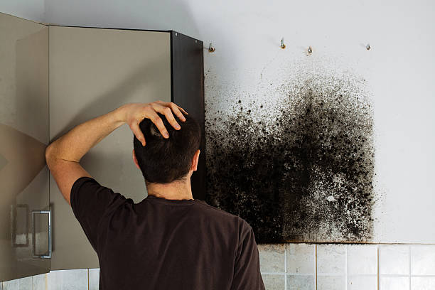 Best Attic Mold Removal  in Sterling Ranch, CO