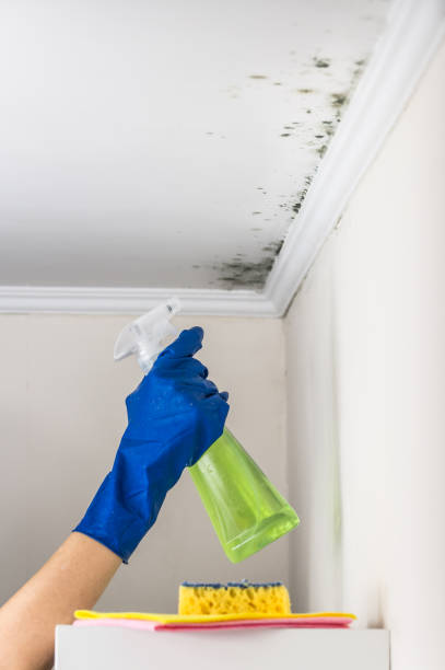 Best Certified Mold Removal  in Sterling Ranch, CO