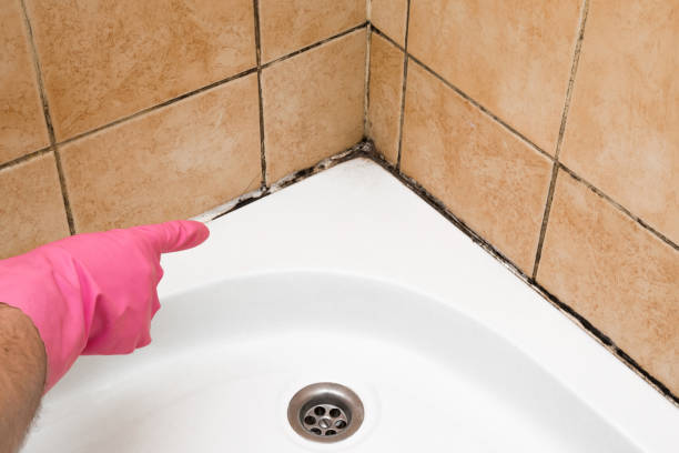 Best Professional Mold Removal  in Sterling Ranch, CO